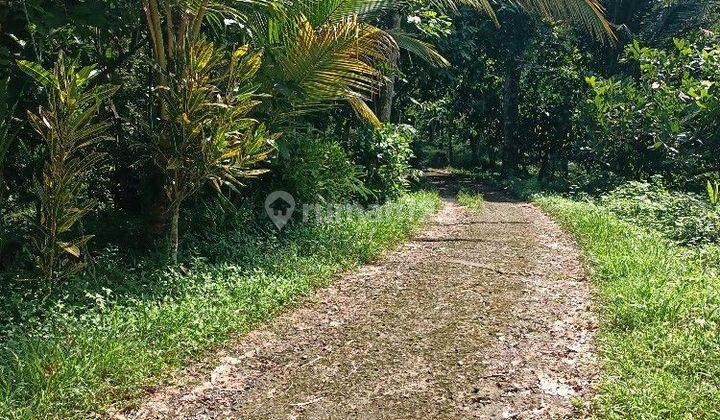 Farm environment garden land in Tabanan Bali 2