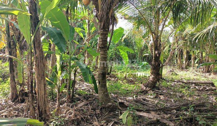 Tanah Zona Pariwisata di Kelating Bali view sawah dan gunung 2