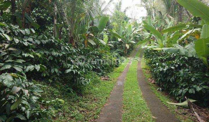 Kebun kopi di Tabanan Bali hanya 20 menit ke Balian beach 2