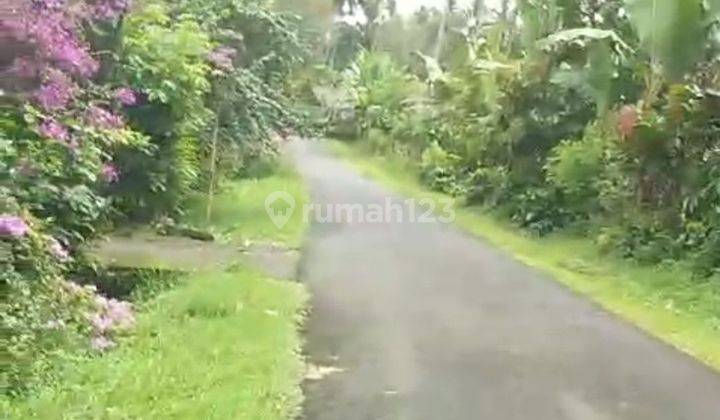 Kebun kopi di Tabanan Bali hanya 20 menit ke Balian beach 1