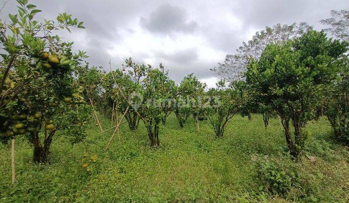 1 hektar kebun jeruk dekat jalan raya Katung Kintamani Bali 2