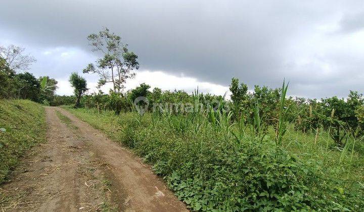 1 hektar kebun jeruk dekat jalan raya Katung Kintamani Bali 1