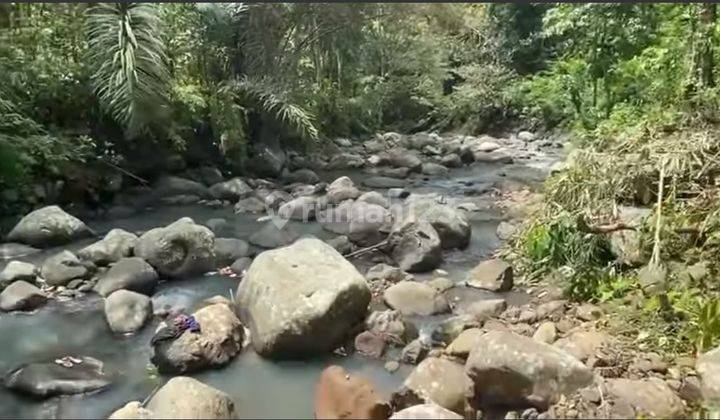 Kebun durian dan manggis view sungai dekat Belimbing Tabanan Bali 2