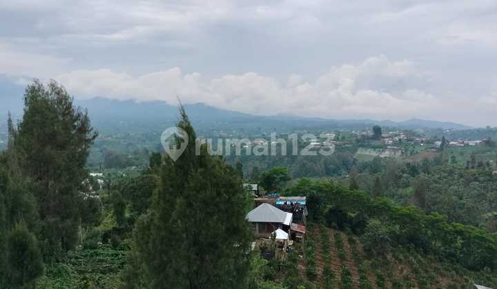 Orange garden in Daup Kintamani Village, Bali