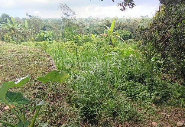 Tanah Di Kintamani Bali Bisa Untuk Peternakan Babi 2