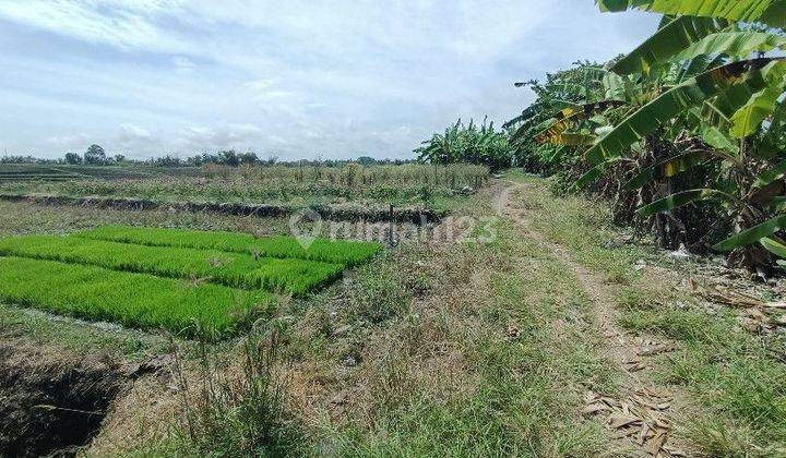 Tanah View Sawah Dan Gunung Dekat Pasut Dan Kelating Bali 2