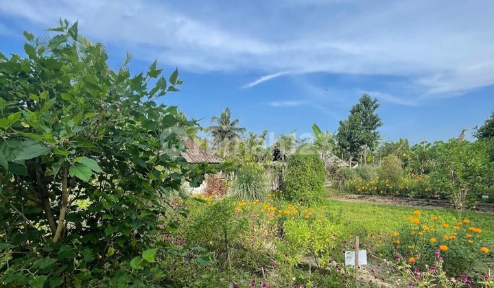 Tanah Zona Kuning View Jungle Dekat Central Ubud Bali