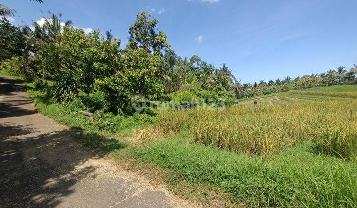 Kebun Durian View Sawah Zona Kuning 15 Menit Dari Pantai Di Bali 1