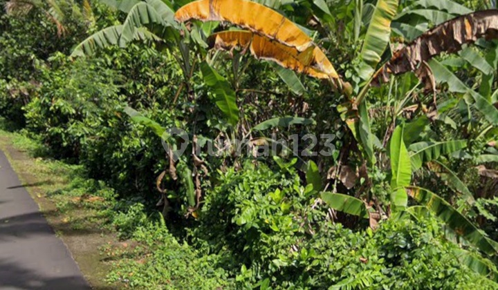 Garden land with mountain and valley views near Bali Eco Stay Garden land with mountain and valley views near Bali Eco Stay