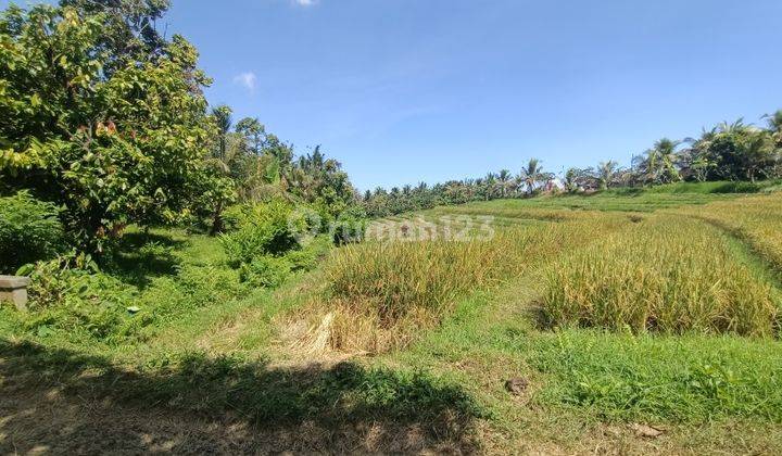 Kebun Durian View Sawah Zona Kuning 15 Menit Dari Pantai Di Bali 2