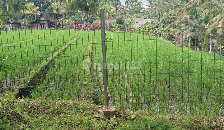 Tanah View Sawah Dan Sungai Dekat Villa Bali Lush Dan Bali Green Retreat