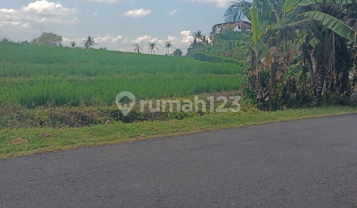 Tanah Sawah Dekat Pantai Di Tabanan Bali 2