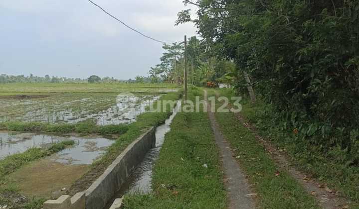 Low price rice field land in Penebel Tabanan Bali