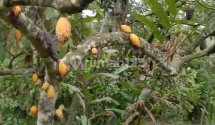 Kebun Cokelat Di Selemadeg Tabanan Bali 1