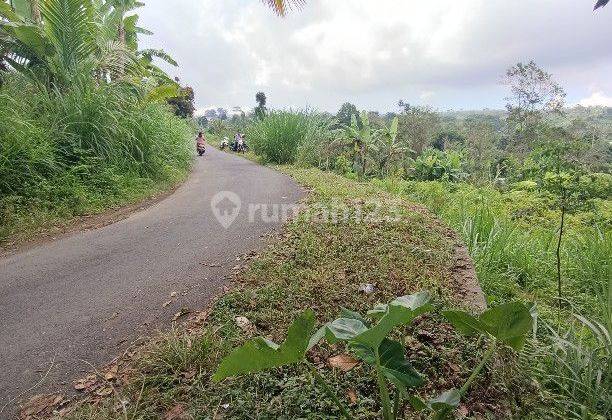 Tanah Di Kintamani Bali Bisa Untuk Peternakan Babi 1