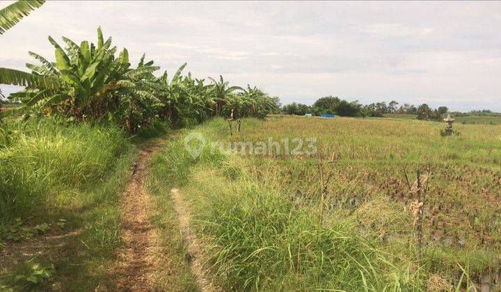 Tanah View Sawah Dan Gunung Dekat Pasut Dan Kelating Bali 1