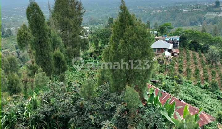 Orange garden in Daup Kintamani Village, Bali