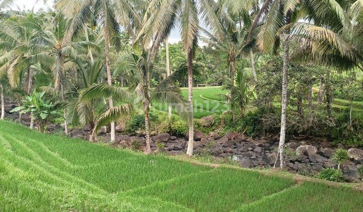 Tanah View Sawah Dan Sungai Dekat Villa Bali Lush Dan Bali Green Retreat