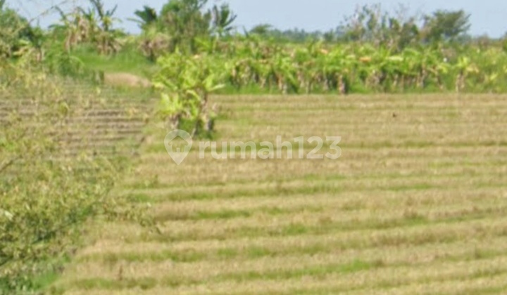Tanah Zona Kuning View Sawah Terasering Dekat Pantai Pasut Bali Tanah Zona Kuning View Sawah Terasering Dekat Pantai Pasut Bali