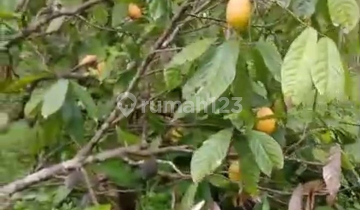 Kebun Cokelat Di Selemadeg Tabanan Bali 2