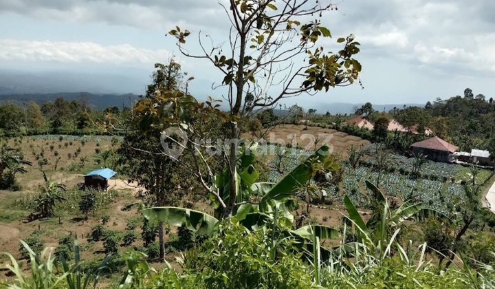 Tanah View Gunung Dan Lembah Dekat Villa Alpha Gesing Munduk Bali 2