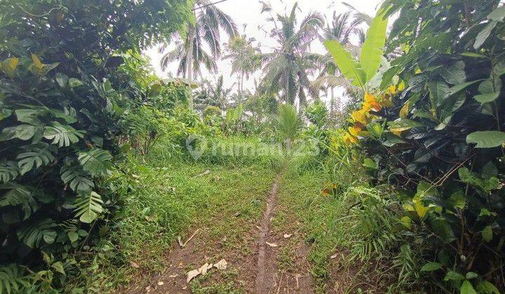 Tanah Kebun Di Selemadeg 15 Menit Ke Pantai Balian Bali 2