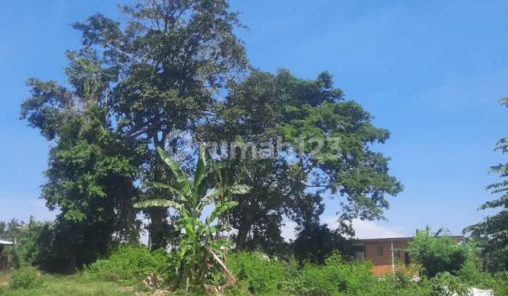 Land for Leasehold in Kedungu Bali close Canggu Land for Leasehold in Kedungu Bali close Canggu
