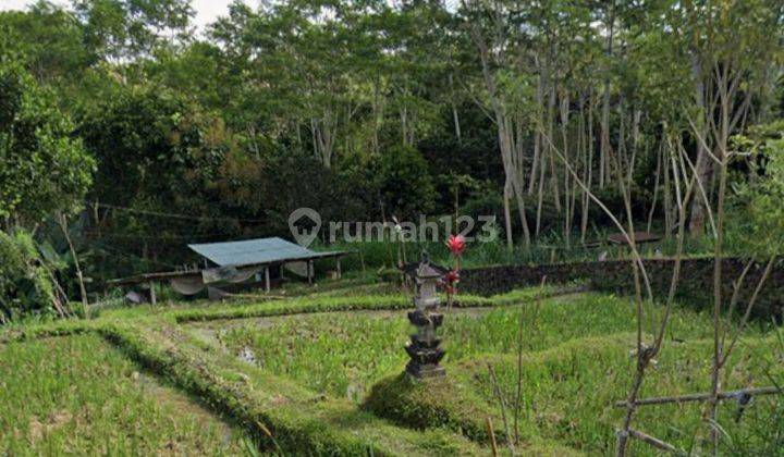 Tanah Di Pupuan Tegallalang Bali Dekat Tangkup Waterfall 2