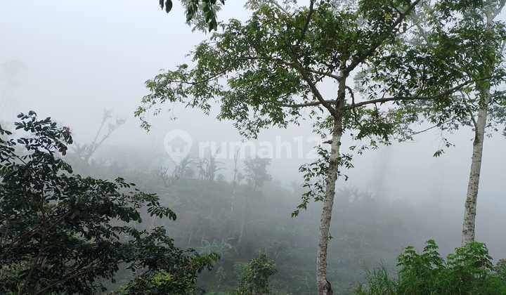Tanah View Laut dan Lembah di Wanagiri Singaraja Bali Tanah View Laut dan Lembah di Wanagiri Singaraja Bali
