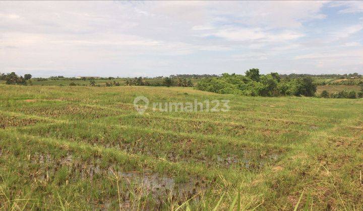 Tanah View Sawah Dan Gunung Dekat Pasut Dan Kelating Bali 2