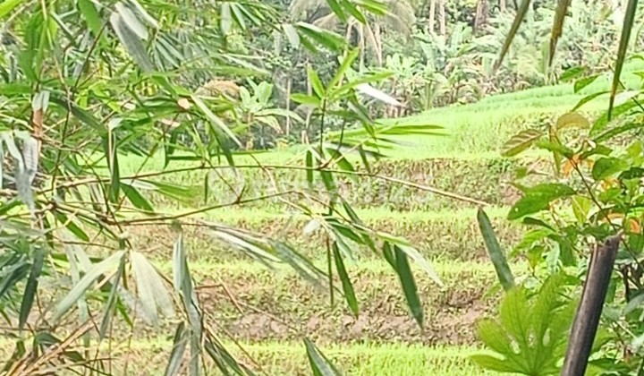 Kebun Durian Dan Manggis View Sawah Di Belimbing Tabanan Bali 2