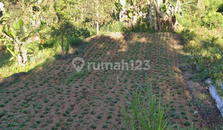 Land in the Sibang Badung Trade Zone (red zone) is suitable for business Land in the Sibang Badung Trade Zone (red zone) is suitable for business