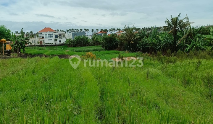 Tanah Di Tumbak Bayuh Dekat Pererenan Dan Canggu Bali Tanah Di Tumbak Bayuh Dekat Pererenan Dan Canggu Bali