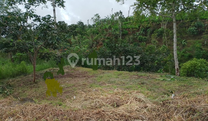 Tanah View Laut dan Lembah di Wanagiri Singaraja Bali Tanah View Laut dan Lembah di Wanagiri Singaraja Bali