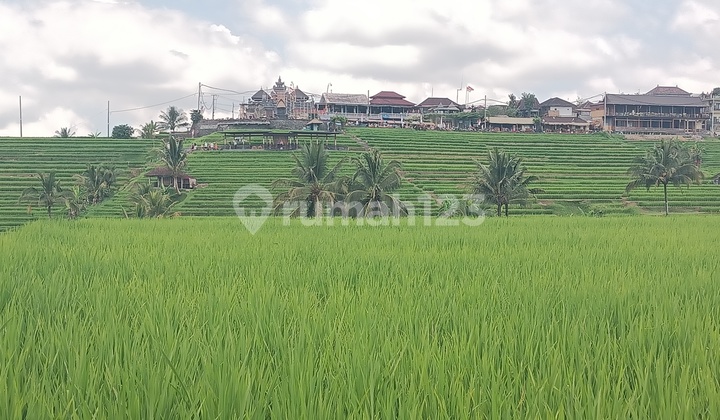 Tanah Sawah Di Central Jatiluwih Tabanan Bali