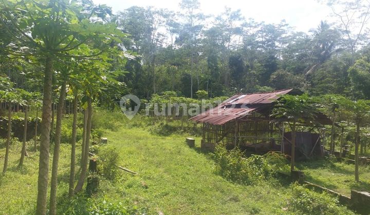 Tanah Pekarangan Harga Murah Di Temanggung Tanah Pekarangan Harga Murah Di Temanggung