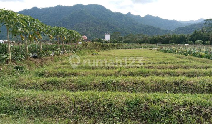 Tanah Di Jual Murah Di Borobudur