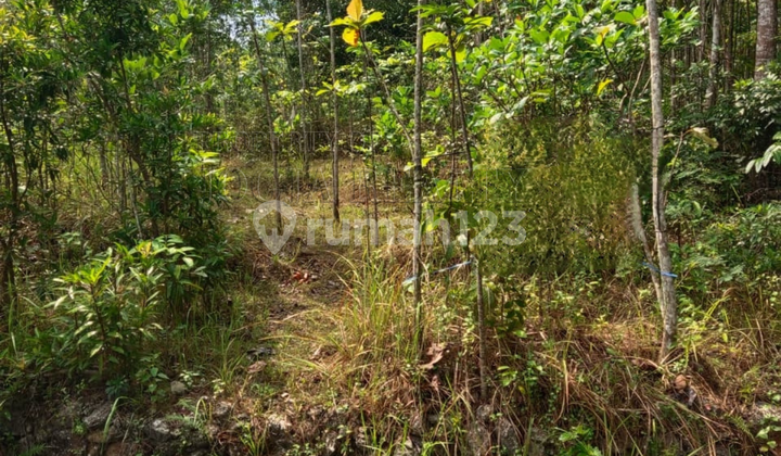 Tanah Luas Di Lokasi Strategis Nglipar Gunungkidul Yogyakarta Tanah Luas Di Lokasi Strategis Nglipar Gunungkidul Yogyakarta