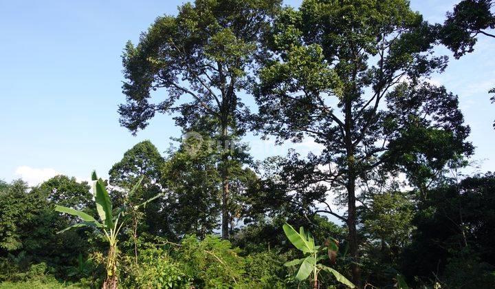 Kebun Durian di Mijen Semarang Gratis rawat 1 tahun 1