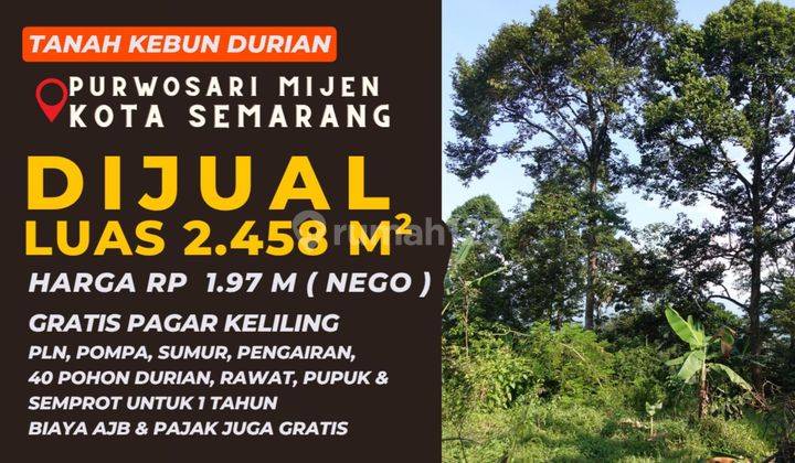 Kebun Durian di Mijen Semarang Gratis rawat 1 tahun 2