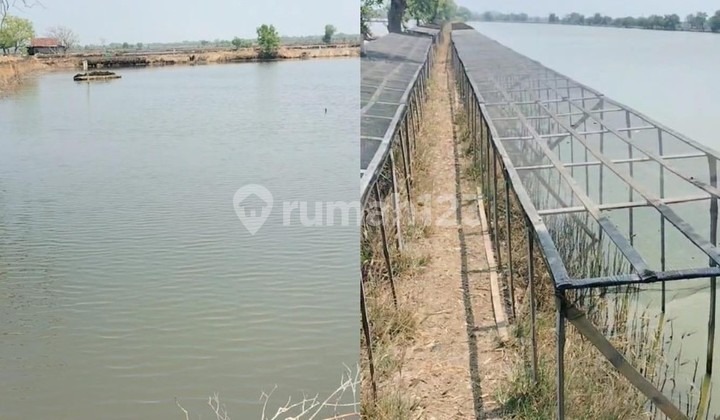 Lahan Tambak 30 Hektar Auto Cuan Bisnis Prospek Mantap Sidoarjo Jawa Timur Lahan Tambak 30 Hektar Auto Cuan Bisnis Prospek Mantap Sidoarjo Jawa Timur