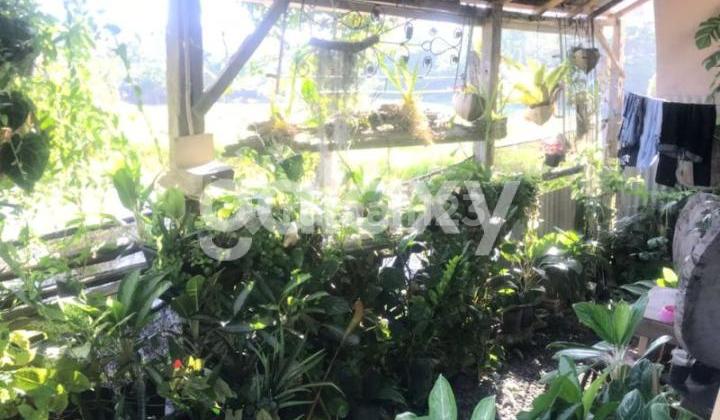 Rumah View Sawah di Arjuna Dalung Badung, Bali 2