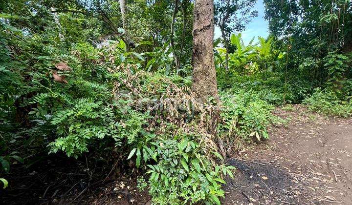 Dijual Tanah di Lod Tunduh, Ubud Bali - Lokasi Berkembang dengan Suasana Asri dan Tenang