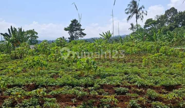 Dijual Tanah Bagus Di Bogor Cimande Dijual Tanah Bagus Di Bogor Cimande