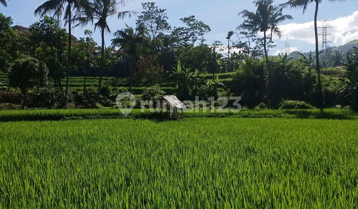 Urgent Sale: Commercial Land in Jatinangor