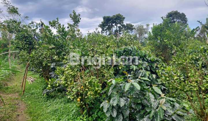 For Sale: Orange Plantation and Arabica Coffee Land For Sale: Orange Plantation and Arabica Coffee Land