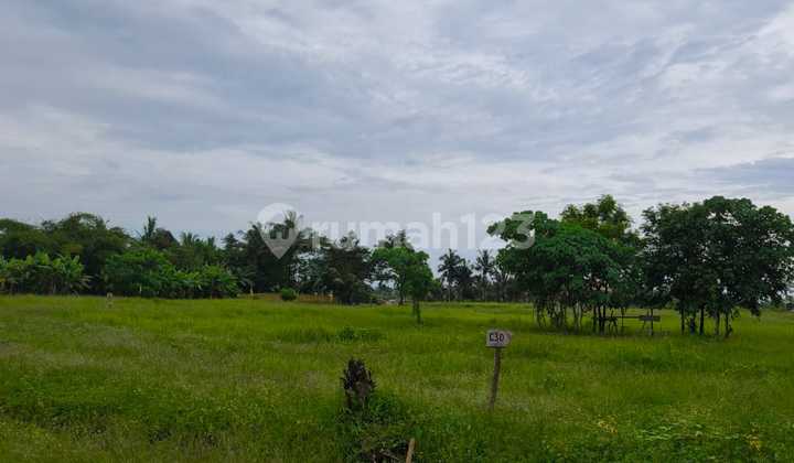 TANAH KAVLING SUPER CANTIK VIEW SAWAH DAN PANTAI DI BELONG, TABANAN