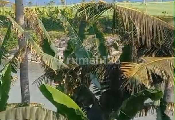 Di Jual Tanah Los Pantai Saba