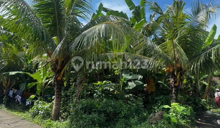 Tanah 1855 m2 di jalan Batu Lempeh Klungkung, dekat Goa Lawah.