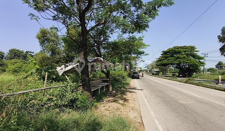 Jual Tanah Kavling Padat Dekat Summarecon Karawang Timur Lt 6400m2 Jual Tanah Kavling Padat Dekat Summarecon Karawang Timur Lt 6400m2